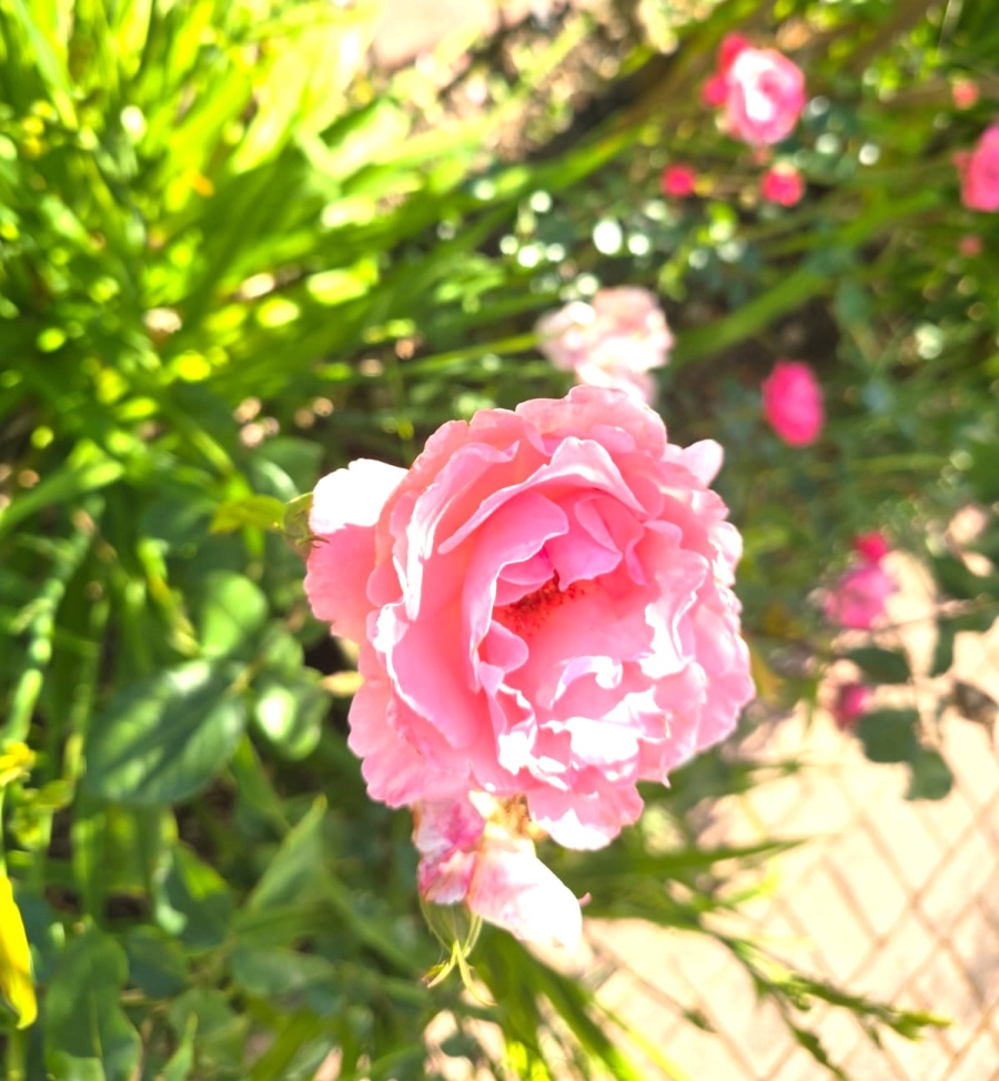 3 Bedroom Property for Sale in Wellington North Western Cape